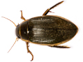 Dytiscus circumflexus
